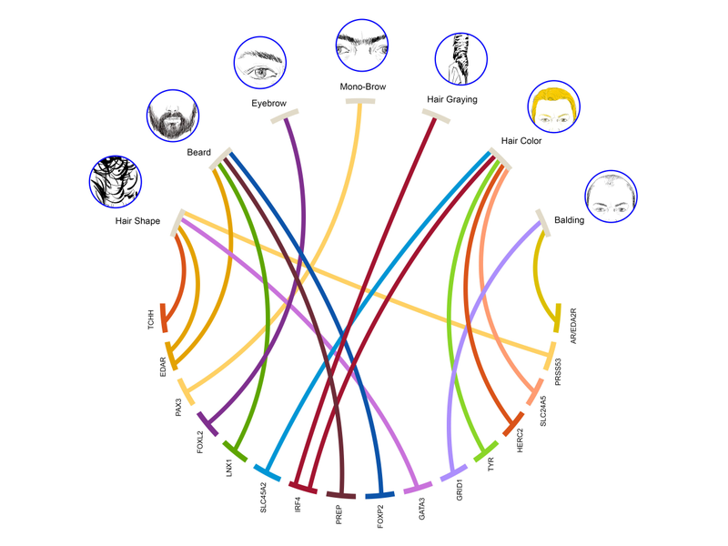 Gene associations with hair traits from the new study (Image by K. Adhikari et al)